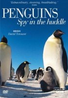 BBC. Пингвины. Шпион в стае/Penguins - Spy In The Huddle