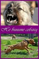 Не вините собаку/Dont Blame the Dog