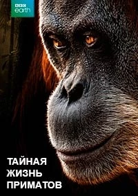 Тайная жизнь приматов/The Secret Life of Primates - Among the Apes